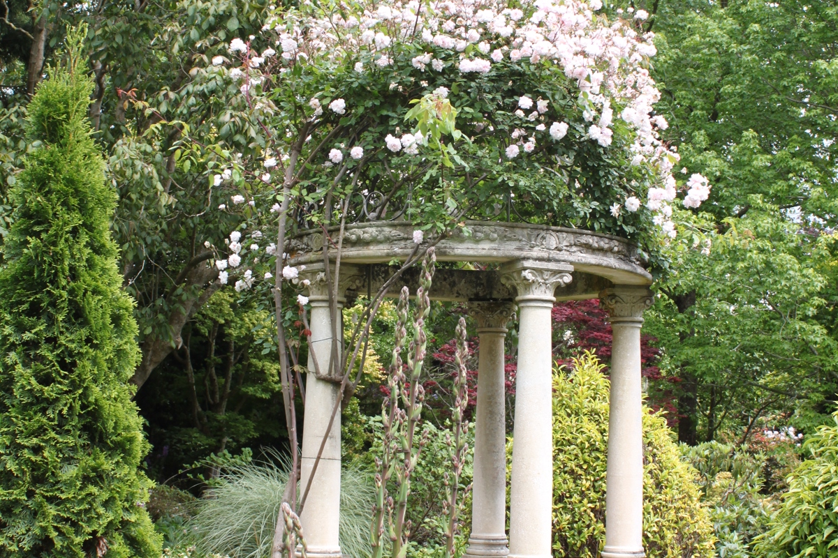 Rosa Cecil Brunner 11 11 2010 014