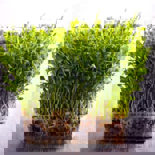 Microgreens (pea sprouts) image
