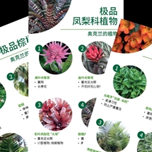 亚热带植物 Subropicals image
