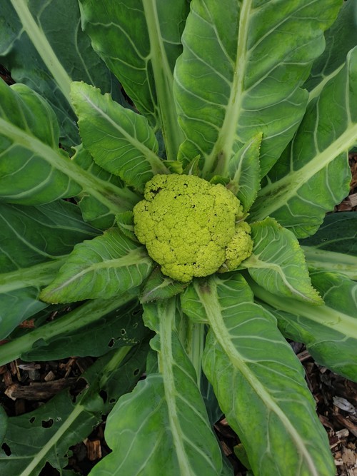 Figure 4 Brassica Oleracea 'Green Macerata'