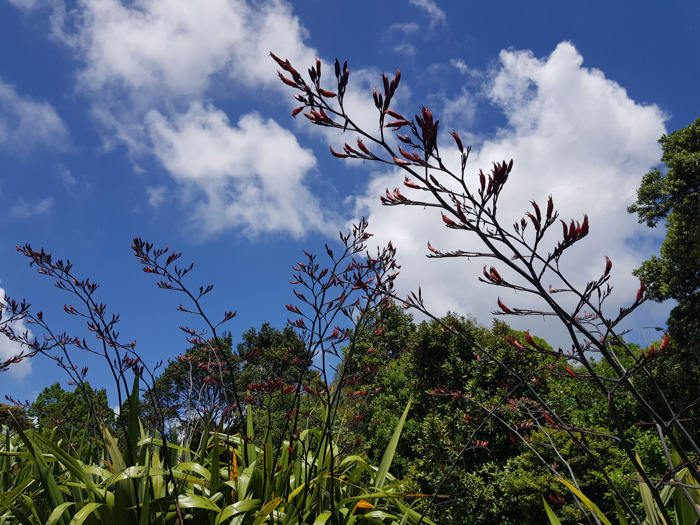 Harakeke Flower Lines Removed