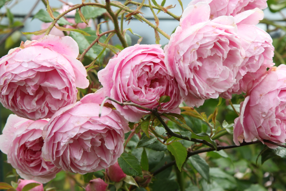 Rosa Cup Cake 7 12 2022 (64)