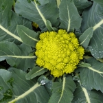 Winter Brassica trial 2022 image