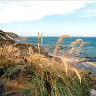 Tangled Roots Pendants image