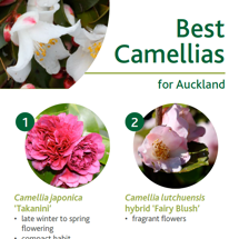 Camellias image