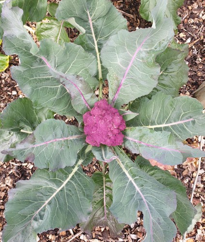 Figure 7 Brassica Oleracea 'Violet Sicilian'