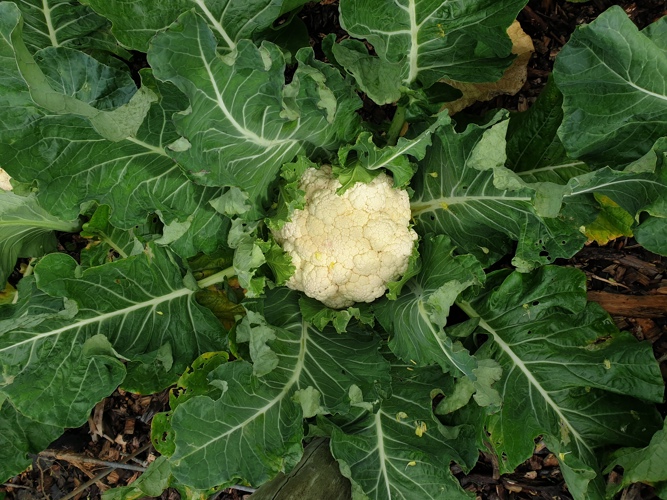 Figure 1 Brassica Olearacea 'All Year Round'