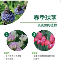 春季球茎 Spring bulbs image