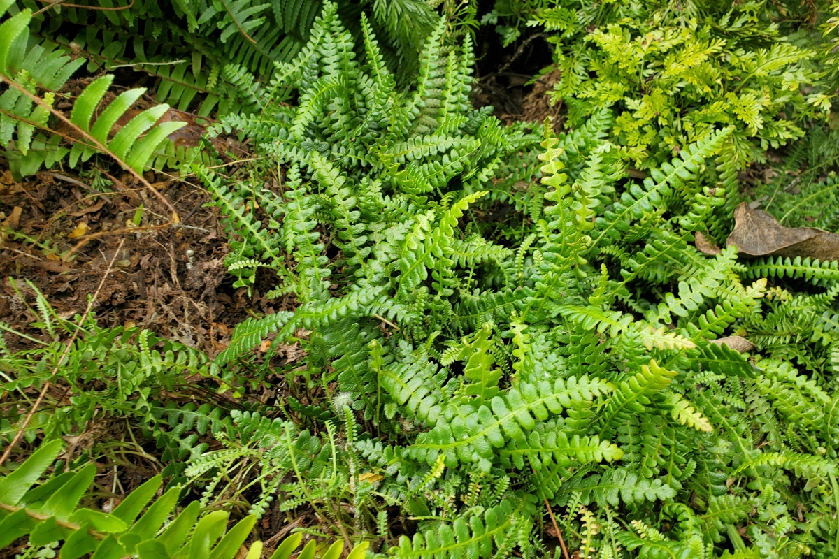 Blechnum Penna Marina NPIG