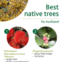Native trees image