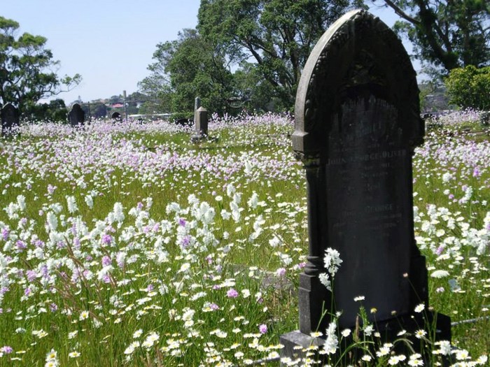 Waikumete Wildflowers