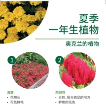 夏季 一年生植物 Summer annuals image