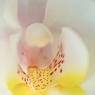 ACE Your Photography image