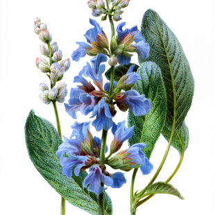 Thomas Paster - Friends Visiting Artist image