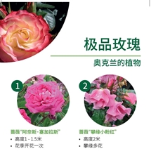 极品玫瑰 Best Roses image