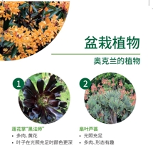 盆栽植物 Container plants image