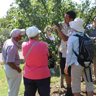 Fruit Tree Pruning - Drop and Learn workshop image