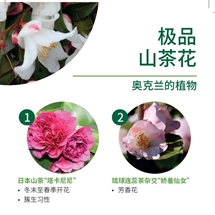 极品 山茶花 Camellias image