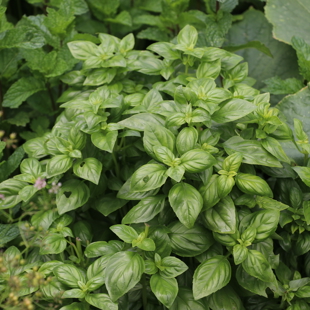 Drop and Learn: Best herbs for container gardening image