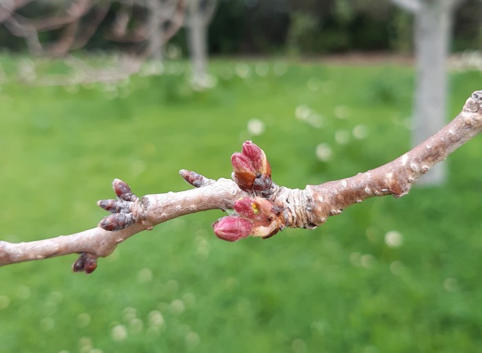 Blossom Bud 22 Sept