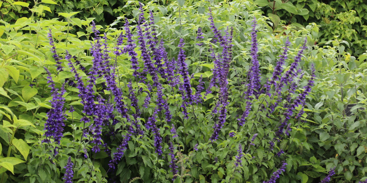 Salvia 'Indigo Spires'