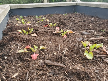 Strawberry Spinach