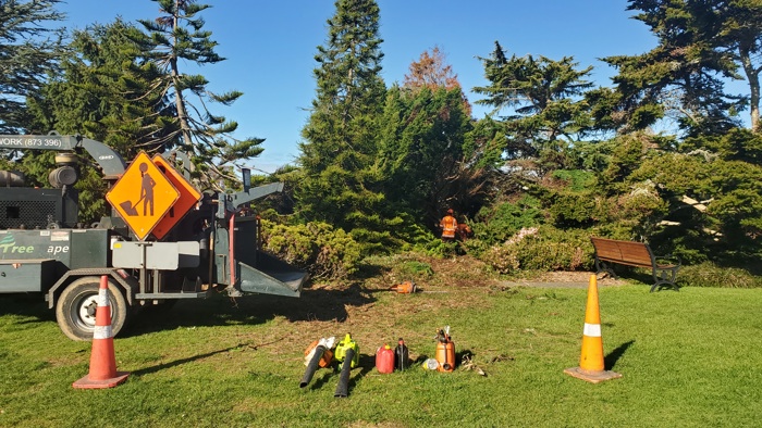 Tree Felling Conifer Garden