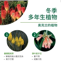 冬季 多年生植物  Winter perennials image