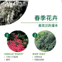 春季花卉 Spring flowering shrubs image