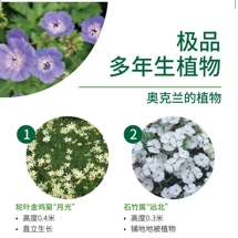 极品 多年生植物 Perennials image