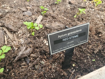 Celery Red Stems