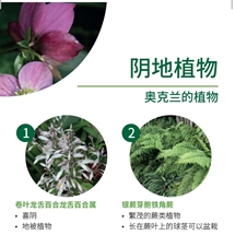阴地植物 Shade tolerant plants image