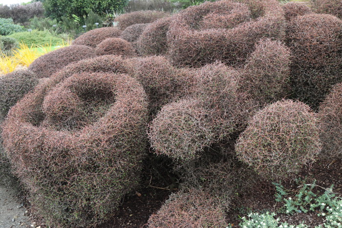 Muehlenbeckia Astonii