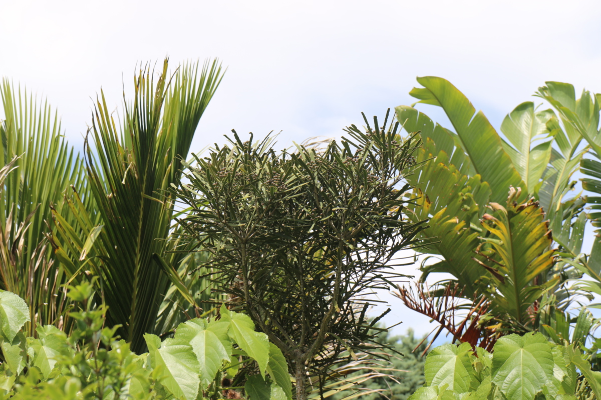 Pseudopanax Crassifolius