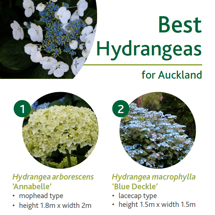 Hydrangeas image